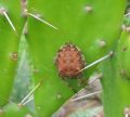 Araneus cf. pallidus